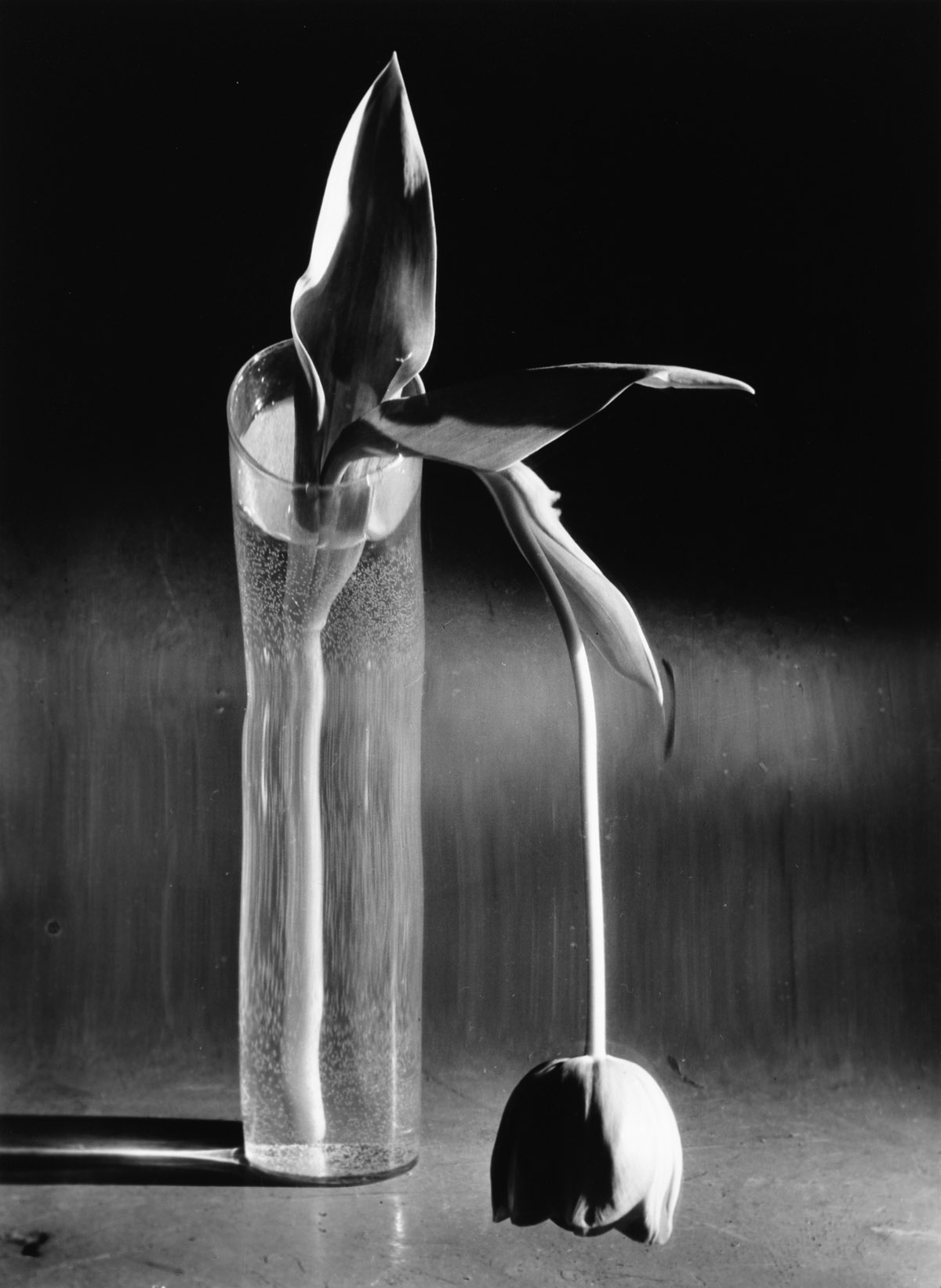 ANDRÉ KERTÉSZ (1894-1985) Melancholic Tulip.
